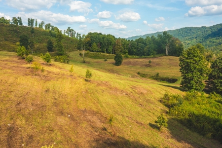 Auction Extravaganza: Secluded 200 Acres in Hawkins Co. TN - image 33