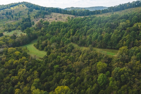 Auction Extravaganza: Secluded 200 Acres in Hawkins Co. TN - image 6