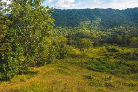 Auction Extravaganza: Secluded 200 Acres in Hawkins Co. TN - image 26