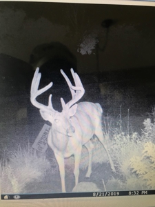Monroe County Iowa Compact Whitetail Farm - image 20