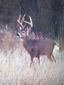 Monroe County Iowa Compact Whitetail Farm - image 11