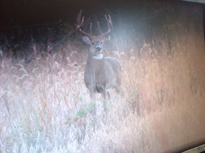 Monroe County Iowa Compact Whitetail Farm - image 10