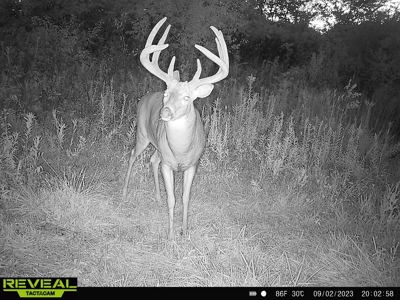 Monroe County Iowa Compact Whitetail Farm - image 8