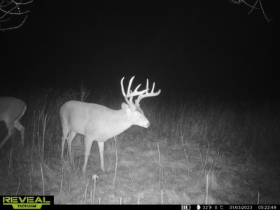 Monroe County Iowa Compact Whitetail Farm - image 15