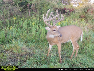 Monroe County Iowa Compact Whitetail Farm - image 7