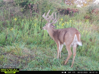 Monroe County Iowa Compact Whitetail Farm - image 6