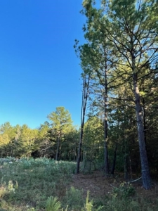 Hunting and Recreational Land In Upshur County - image 3