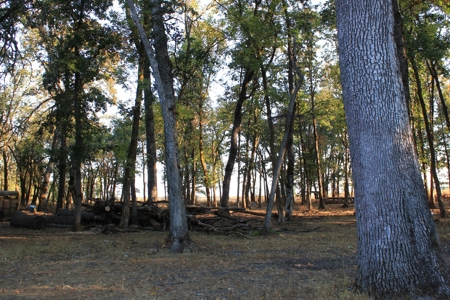 Discover Your Dream Home in Grand Mound, WA on 4.79 Acres! - image 10