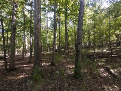 23 Acres for Sale in Madison County, Arkansas - image 9