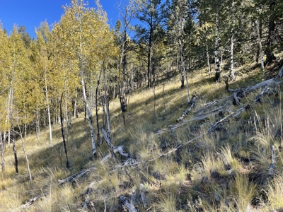 Land for Sale in the Colorado Mountains - image 6