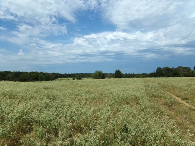 Land For Sale 231+ Acres NE TX Lamar County TX Blossom TX - image 26