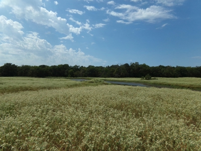 Land For Sale 231+ Acres NE TX Lamar County TX Blossom TX - image 28