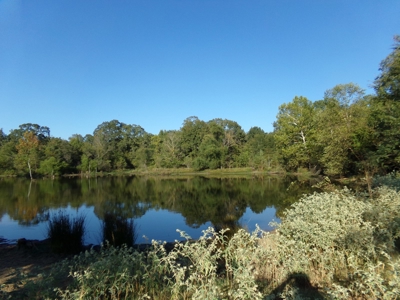 Land For Sale 231+ Acres NE TX Lamar County TX Blossom TX - image 11