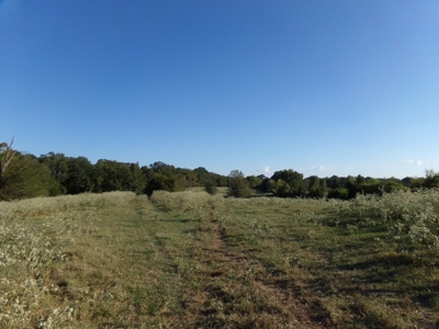 Land For Sale 231+ Acres NE TX Lamar County TX Blossom TX - image 14