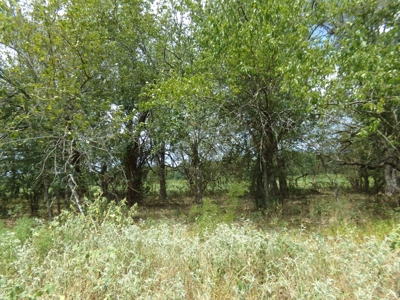 Land For Sale 231+ Acres NE TX Lamar County TX Blossom TX - image 17