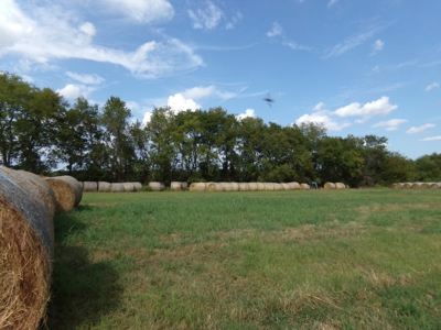 Land For Sale 231+ Acres NE TX Lamar County TX Blossom TX - image 3