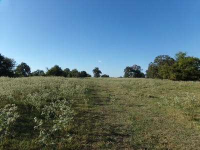 Land For Sale 231+ Acres NE TX Lamar County TX Blossom TX - image 15