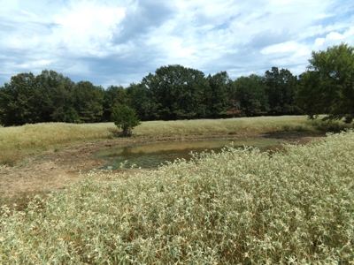 Land For Sale 231+ Acres NE TX Lamar County TX Blossom TX - image 27