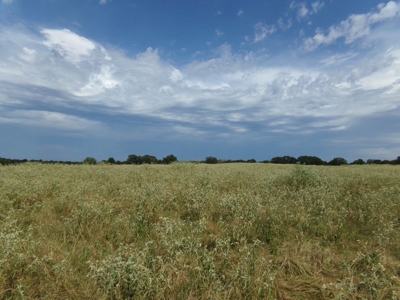 Land For Sale 231+ Acres NE TX Lamar County TX Blossom TX - image 30