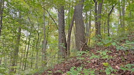 Gallia County Ohio Land for Sale - image 8