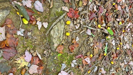 Gallia County Ohio Land for Sale - image 7