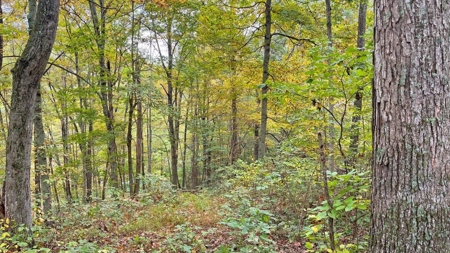 Gallia County Ohio Land for Sale - image 4