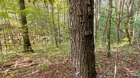 Gallia County Ohio Land for Sale - image 19