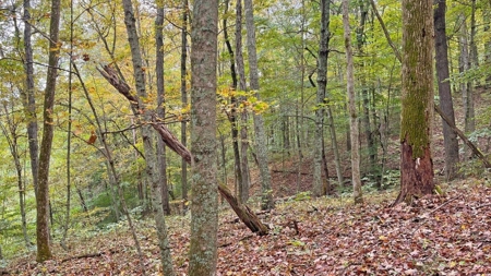 Gallia County Ohio Land for Sale - image 3