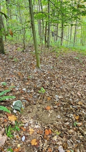 Gallia County Ohio Land for Sale - image 14