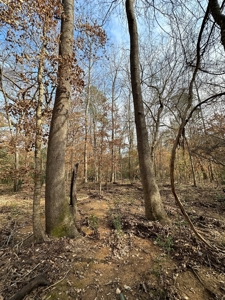 East Texas Recreational/Hunting Property For Sale - image 13