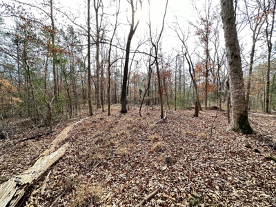 East Texas Recreational/Hunting Property For Sale - image 7