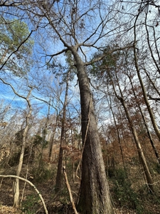 East Texas Recreational/Hunting Property For Sale - image 11