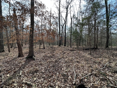 East Texas Recreational/Hunting Property For Sale - image 6