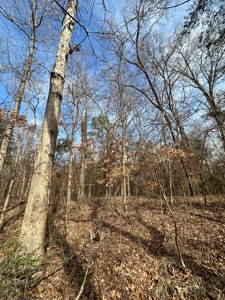 East Texas Recreational/Hunting Property For Sale - image 10