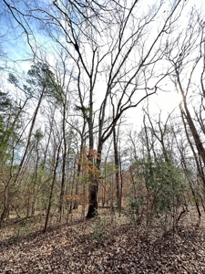 East Texas Recreational/Hunting Property For Sale - image 5