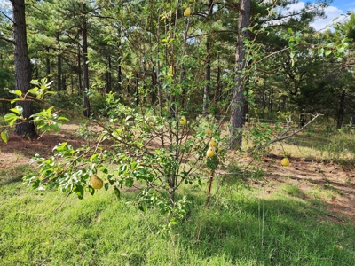 Winding Stair Mountain Homestead - Near National Forest - image 39