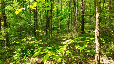 Accepted Offer in Rockholds, Kentucky - image 10
