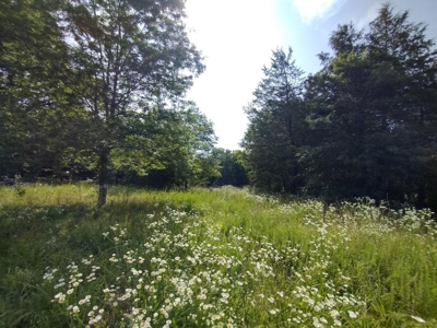 Land with Creek for Sale in Huntsville, Arkansas - image 19