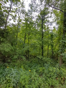 Land with Creek for Sale in Huntsville, Arkansas - image 13