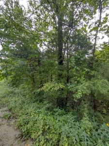 Land with Creek for Sale in Huntsville, Arkansas - image 14
