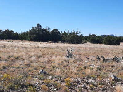Stunning 37+ Acre Off Grid Property. - image 13