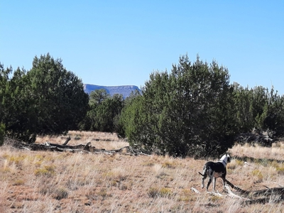 Stunning 37+ Acre Off Grid Property. - image 7