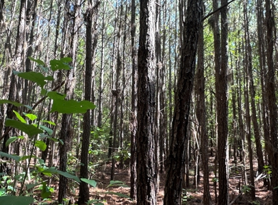 Young Pine Land W/ Utilities on Road near El Dorado, AR - image 8
