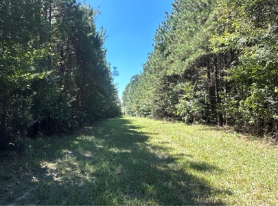Young Pine Land W/ Utilities on Road near El Dorado, AR - image 6