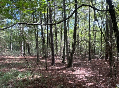 Young Pine Land W/ Utilities on Road near El Dorado, AR - image 19