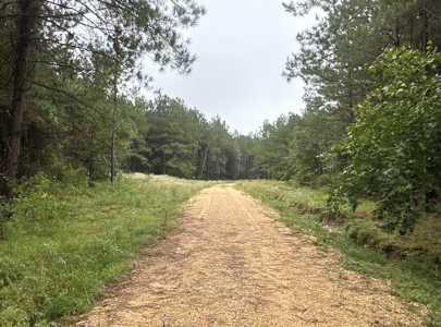 Young Pine Land W/ Utilities on Road near El Dorado, AR - image 10
