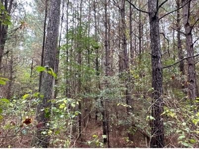 Young Pine Land W/ Utilities on Road near El Dorado, AR - image 17