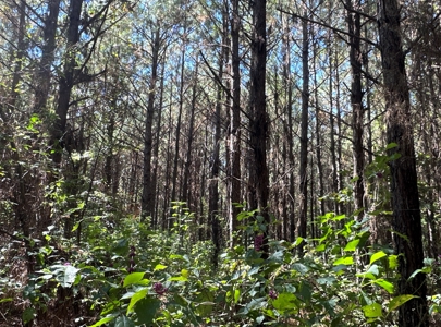 Young Pine Land W/ Utilities on Road near El Dorado, AR - image 4