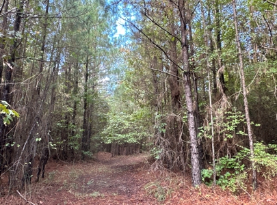 Young Pine Land W/ Utilities on Road near El Dorado, AR - image 15