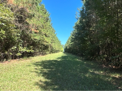 Young Pine Land W/ Utilities on Road near El Dorado, AR - image 7